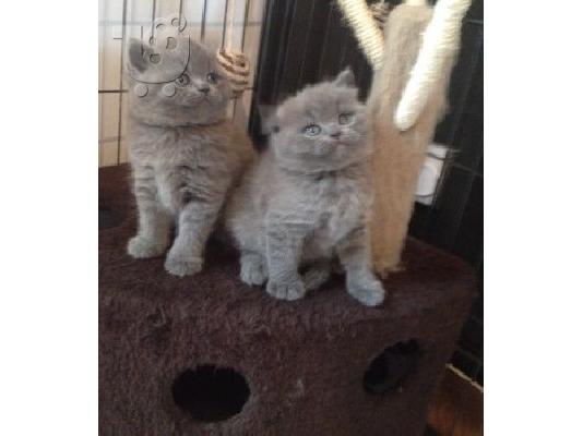 PoulaTo: 6 όμορφες British Shorthair γατάκια έτοιμοι για νέες κατοικίες
